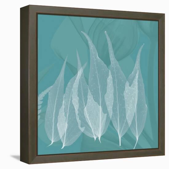 Teal Leaf Xray-Albert Koetsier-Framed Stretched Canvas