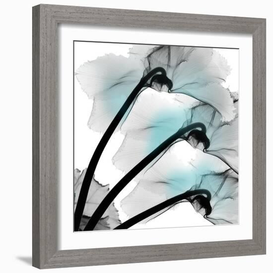 Teal Luster Cyclamen-Albert Koetsier-Framed Photographic Print