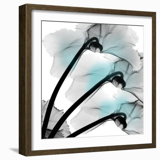 Teal Luster Cyclamen-Albert Koetsier-Framed Photographic Print