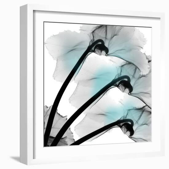 Teal Luster Cyclamen-Albert Koetsier-Framed Photographic Print