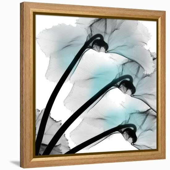 Teal Luster Cyclamen-Albert Koetsier-Framed Stretched Canvas