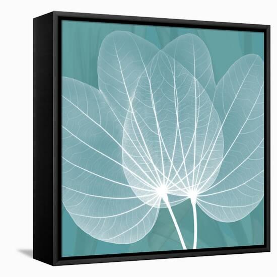 Teal Orchid Xray-Albert Koetsier-Framed Stretched Canvas