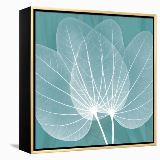 Teal Orchid Xray-Albert Koetsier-Framed Stretched Canvas