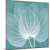 Teal Orchid Xray-Albert Koetsier-Mounted Art Print