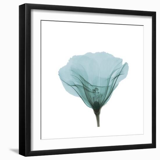 Teal Poppy in Lace-null-Framed Photographic Print