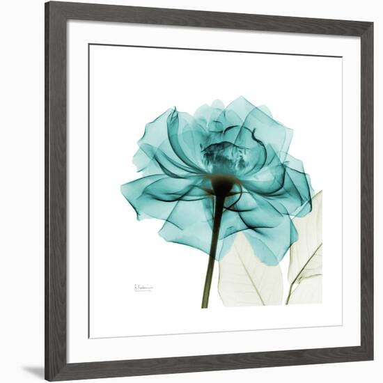 Teal Rose-Albert Koetsier-Framed Premium Giclee Print