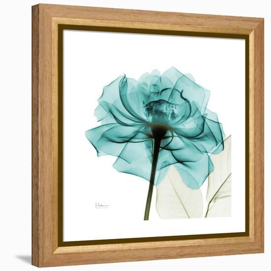 Teal Rose-Albert Koetsier-Framed Stretched Canvas