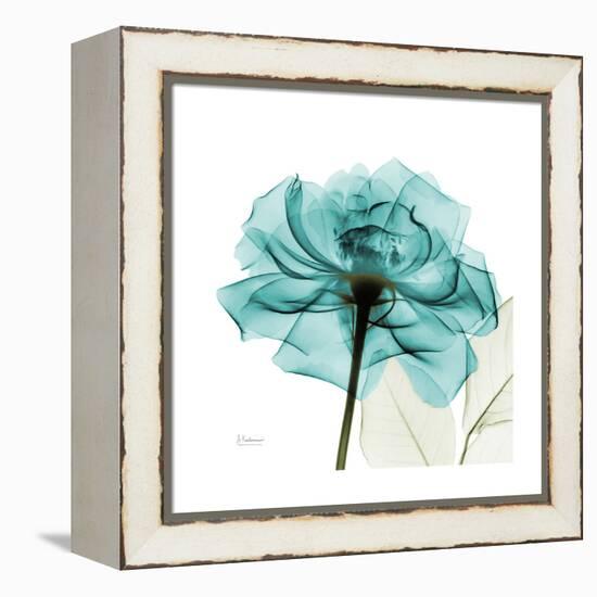 Teal Rose-Albert Koetsier-Framed Stretched Canvas