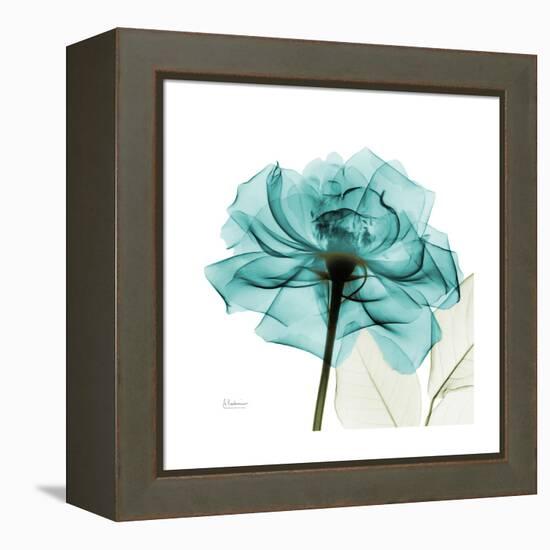 Teal Rose-Albert Koetsier-Framed Stretched Canvas