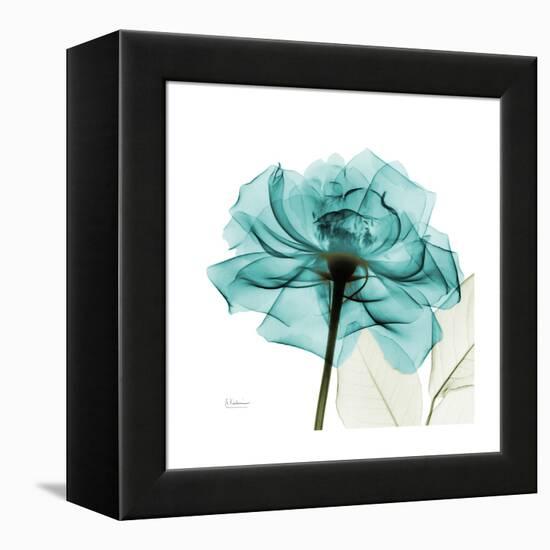 Teal Rose-Albert Koetsier-Framed Stretched Canvas