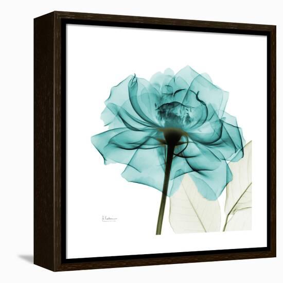 Teal Rose-Albert Koetsier-Framed Stretched Canvas