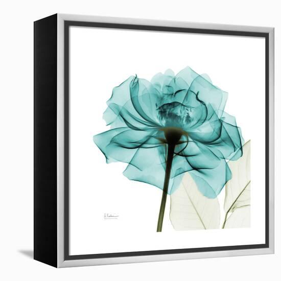 Teal Rose-Albert Koetsier-Framed Stretched Canvas