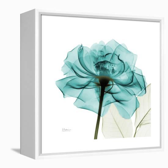 Teal Rose-Albert Koetsier-Framed Stretched Canvas