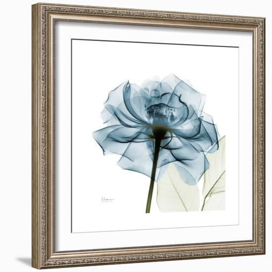 Teal Rose-Albert Koetsier-Framed Premium Photographic Print