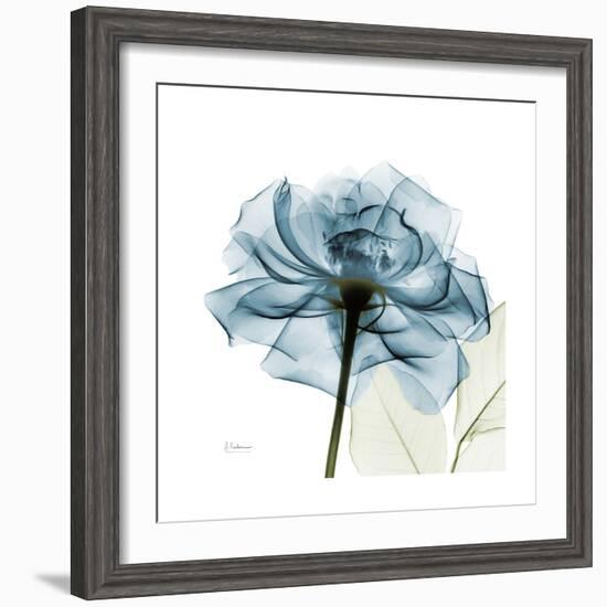 Teal Rose-Albert Koetsier-Framed Premium Photographic Print