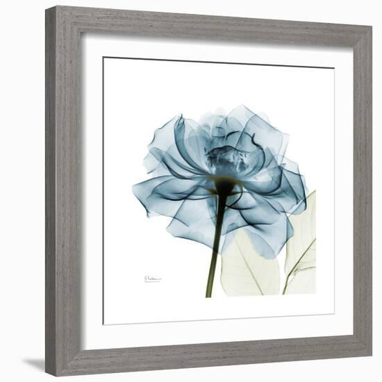 Teal Rose-Albert Koetsier-Framed Premium Photographic Print