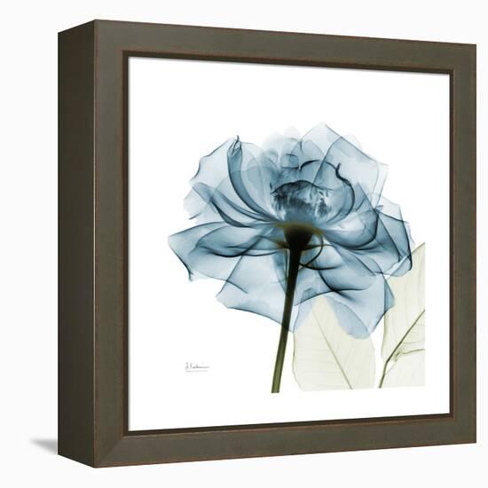 Teal Rose-Albert Koetsier-Framed Stretched Canvas