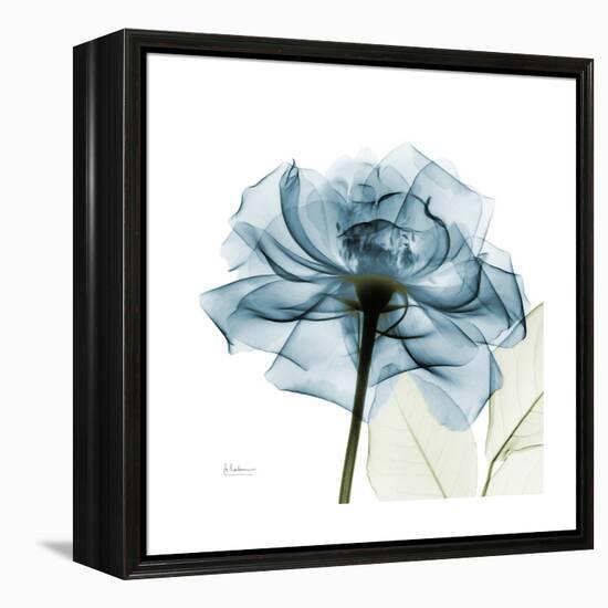 Teal Rose-Albert Koetsier-Framed Stretched Canvas