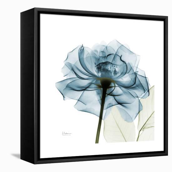 Teal Rose-Albert Koetsier-Framed Stretched Canvas