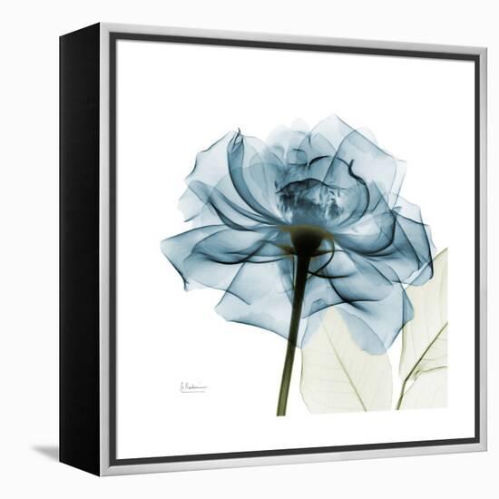 Teal Rose-Albert Koetsier-Framed Stretched Canvas