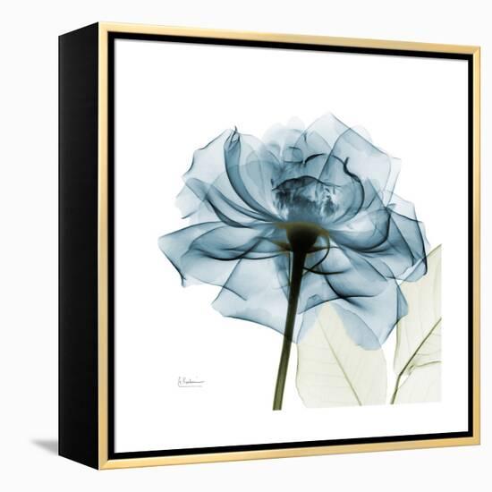 Teal Rose-Albert Koetsier-Framed Stretched Canvas