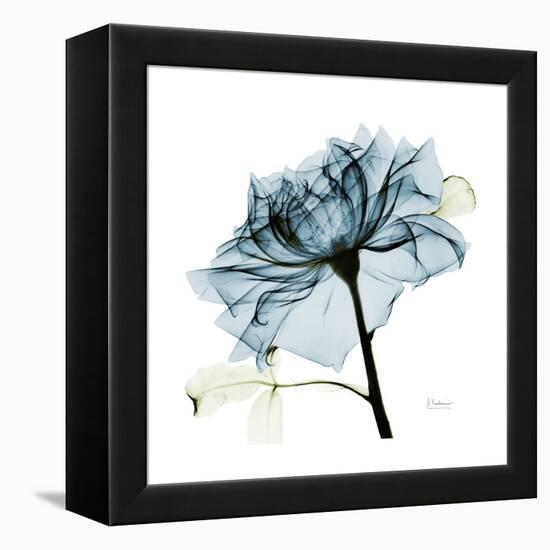 Teal Rose-Albert Koetsier-Framed Premier Image Canvas