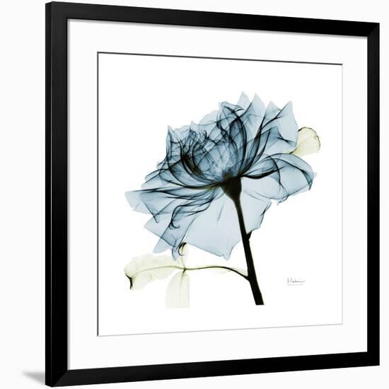 Teal Rose-Albert Koetsier-Framed Photographic Print