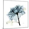 Teal Rose-Albert Koetsier-Mounted Photographic Print