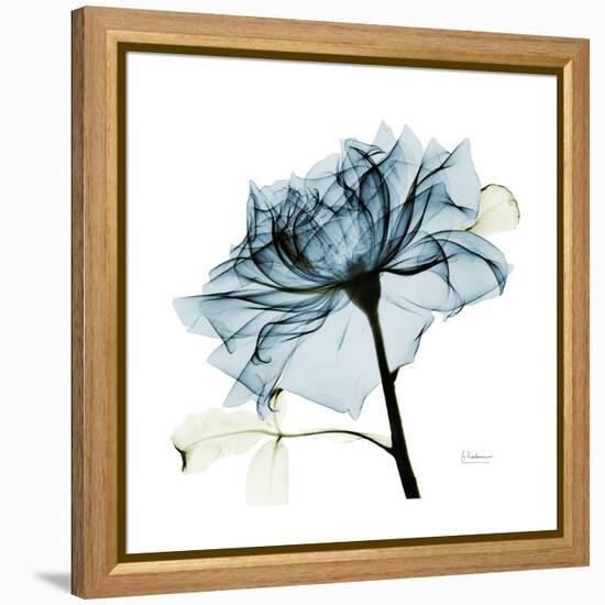 Teal Rose-Albert Koetsier-Framed Stretched Canvas