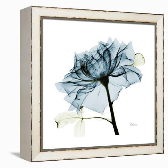 Teal Rose-Albert Koetsier-Framed Stretched Canvas