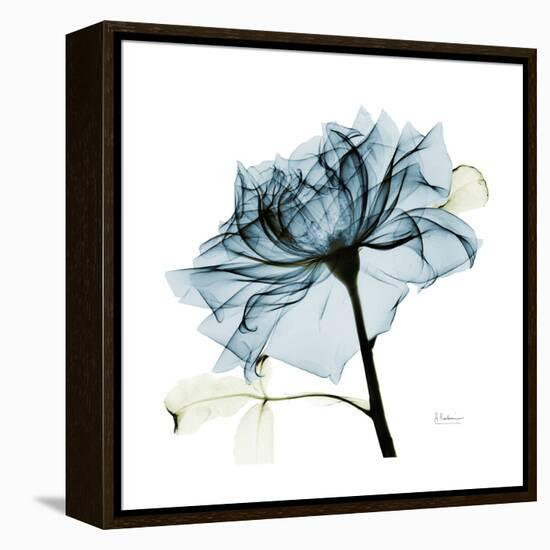 Teal Rose-Albert Koetsier-Framed Stretched Canvas