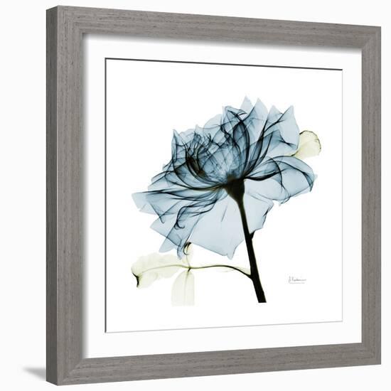 Teal Rose-Albert Koetsier-Framed Photographic Print