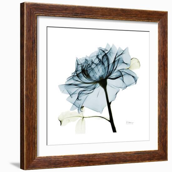 Teal Rose-Albert Koetsier-Framed Photographic Print