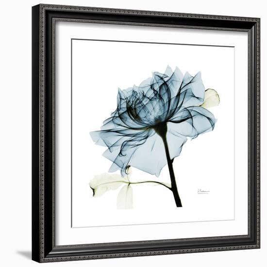 Teal Rose-Albert Koetsier-Framed Photographic Print