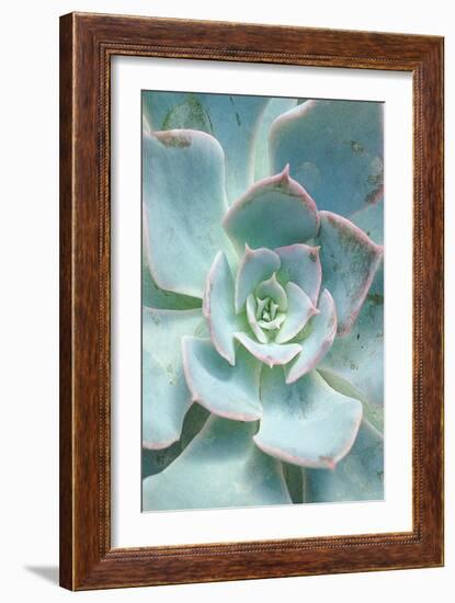 Teal Succulent Vertical-Susan Bryant-Framed Art Print