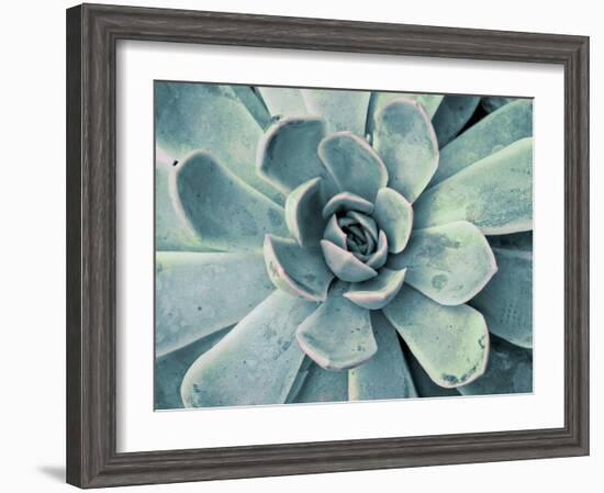 Teal Succulent-Susan Bryant-Framed Premium Giclee Print