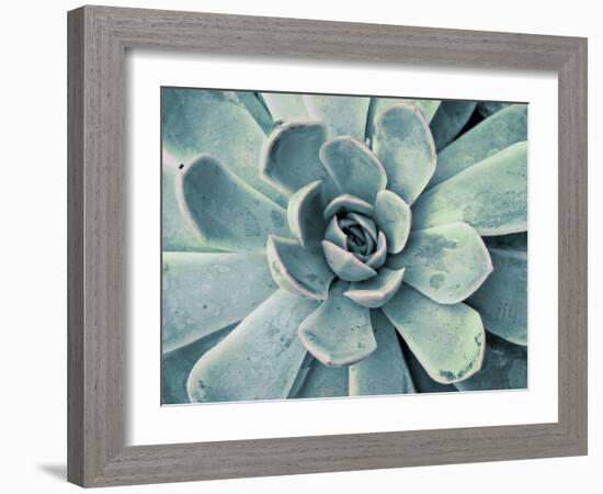 Teal Succulent-Susan Bryant-Framed Premium Giclee Print