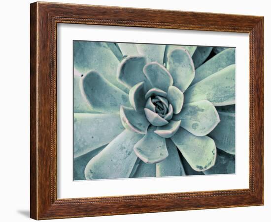 Teal Succulent-Susan Bryant-Framed Premium Giclee Print