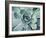 Teal Succulent-Susan Bryant-Framed Premium Giclee Print