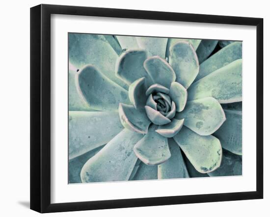 Teal Succulent-Susan Bryant-Framed Premium Giclee Print