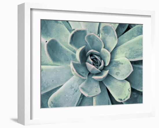 Teal Succulent-Susan Bryant-Framed Premium Giclee Print