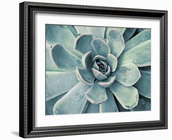 Teal Succulent-Susan Bryant-Framed Premium Giclee Print