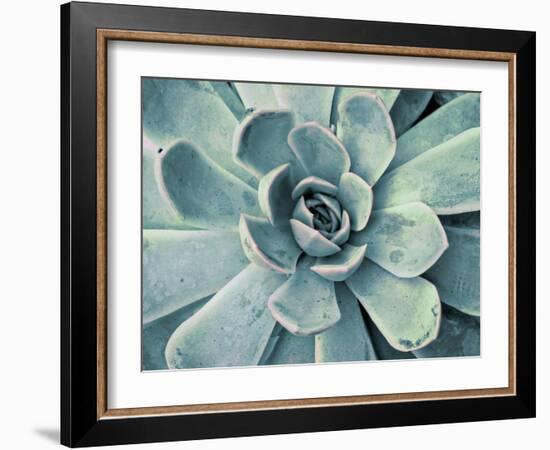 Teal Succulent-Susan Bryant-Framed Art Print