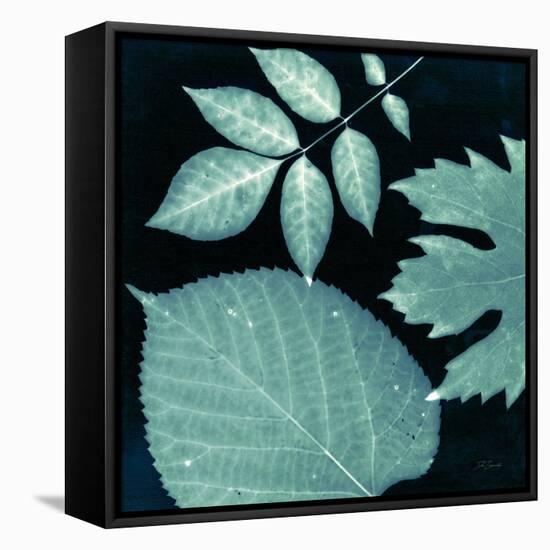 Teal Sunprint Leaves-Dan Zamudio-Framed Stretched Canvas