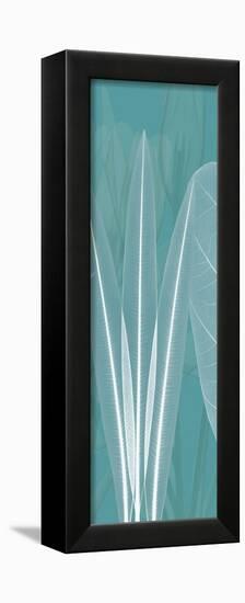 Teal Xray 1-Albert Koetsier-Framed Art Print