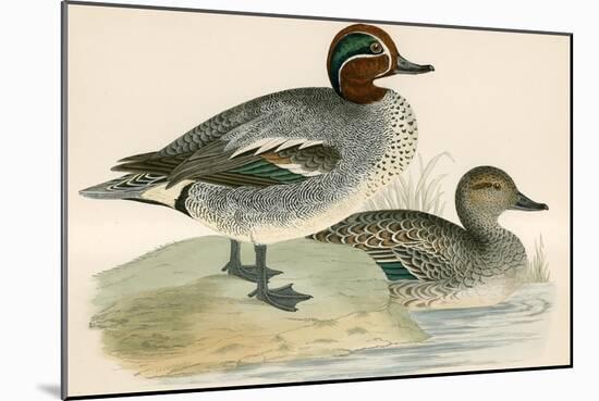 Teal-Beverley R. Morris-Mounted Giclee Print