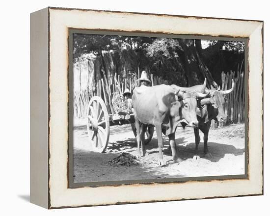 Team of Oxen, Mexico, C.1927-Tina Modotti-Framed Premier Image Canvas