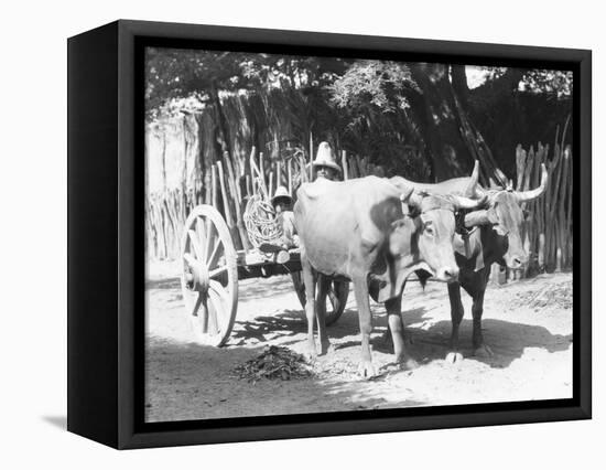 Team of Oxen, Mexico, C.1927-Tina Modotti-Framed Premier Image Canvas