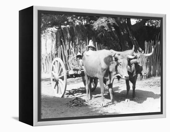 Team of Oxen, Mexico, C.1927-Tina Modotti-Framed Premier Image Canvas