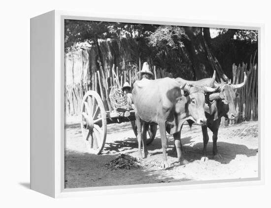 Team of Oxen, Mexico, C.1927-Tina Modotti-Framed Premier Image Canvas